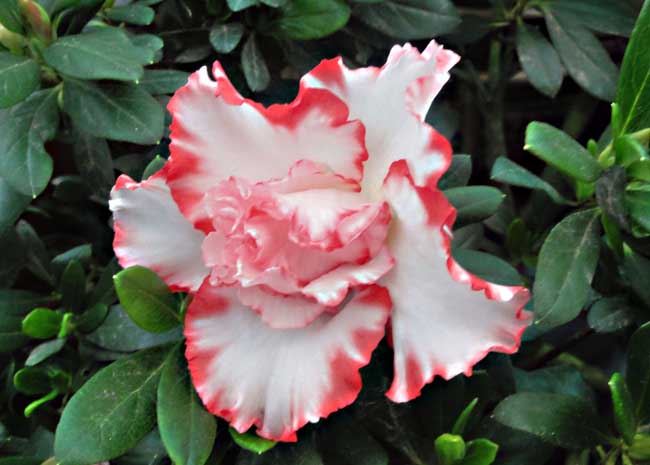 杜鵑花什么時候開花(杜鵑花一年開幾次花) 杜鵑花什么時候開花(杜鵑花一年開幾次花)