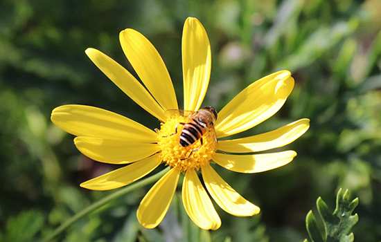 適合中蜂的蜜源植物(中蜂的主要蜜源植物) 適合中蜂的蜜源植物(中蜂的主要蜜源植物)