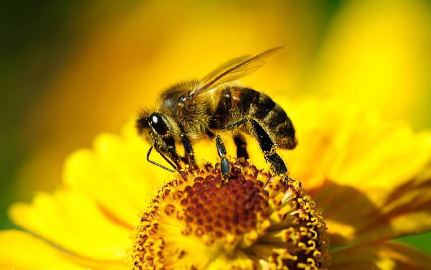 蜜蜂的蜂王什么時候婚飛(新蜂王出生與婚飛) 蜜蜂的蜂王什么時候婚飛(新蜂王出生與婚飛)