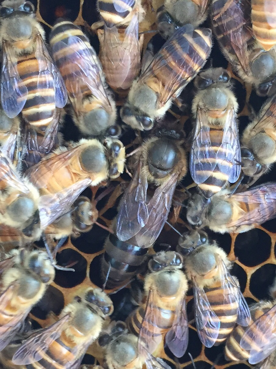 松丹一號(hào)能當(dāng)種王嗎（教你如何選育優(yōu)質(zhì)的蜂種王）