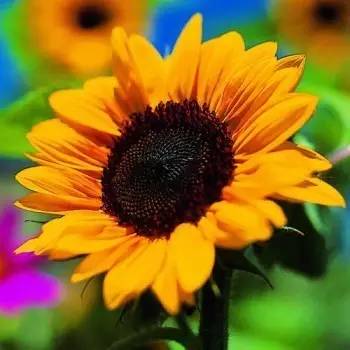 蜂場(chǎng)種什么花最好看（10種蜜蜂最喜歡光顧的植物花兒）