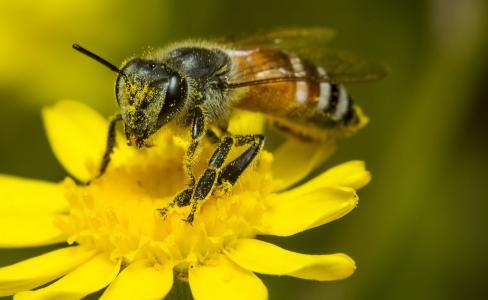 蜜蜂王是分蜂王好還是急造王好(如何將急造王培育的更優質呢) 蜜蜂王是分蜂王好還是急造王好(如何將急造王培育的更優質呢)