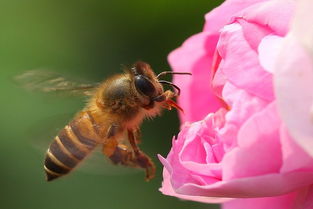 工蜂與蜂王之間是競爭關系嗎（工蜂與蜂王，哪個更重要）