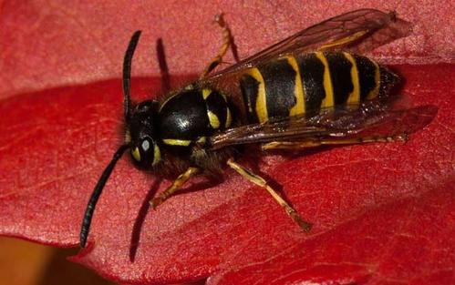 被中國大虎頭蜂扎上的臨床表現(被虎頭蜂咬會怎么樣?) 被中國大虎頭蜂扎上的臨床表現(被虎頭蜂咬會怎么樣?)