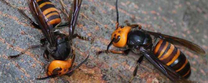 被中國大虎頭蜂扎上的臨床表現(被虎頭蜂咬會怎么樣?) 被中國大虎頭蜂扎上的臨床表現(被虎頭蜂咬會怎么樣?)