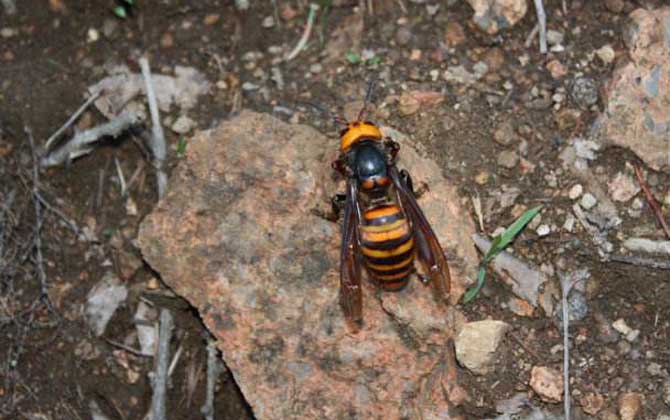 日本大黃蜂的毒性強嗎(中國有日本大黃蜂嗎) 日本大黃蜂的毒性強嗎(中國有日本大黃蜂嗎)