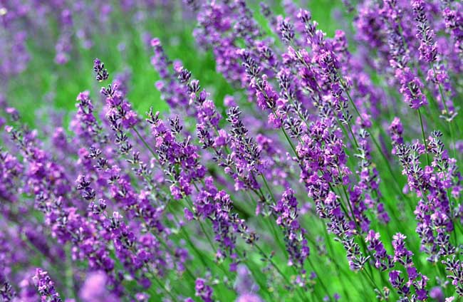 薰衣草什么時候開(薰衣草的花期時間) 薰衣草什么時候開(薰衣草的花期時間)