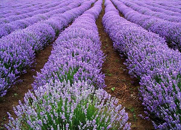 薰衣草什么時候開(薰衣草的花期時間) 薰衣草什么時候開(薰衣草的花期時間)