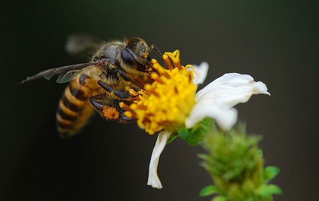 夏季養蜂怎么遮陰(夏季養蜂應該要注意什么) 夏季養蜂怎么遮陰(夏季養蜂應該要注意什么)