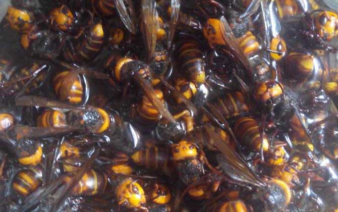 中國大虎頭蜂可以泡酒喝嗎(虎頭蜂酒的功效) 中國大虎頭蜂可以泡酒喝嗎(虎頭蜂酒的功效)