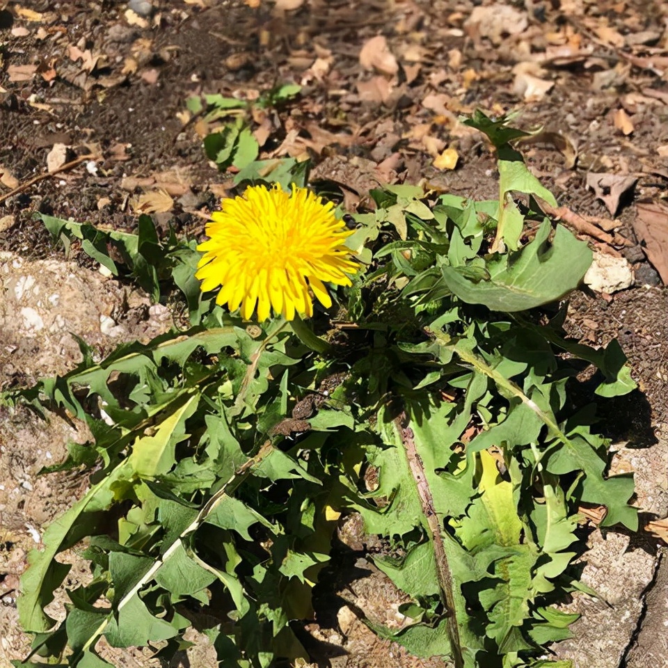 蒲公英蜜的功效和作用(可曾聽(tīng)說(shuō)稀有蜜種蒲公英蜜) 蒲公英蜜的功效和作用(可曾聽(tīng)說(shuō)稀有蜜種蒲公英蜜)