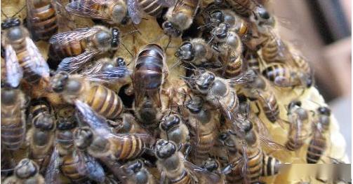 一個(gè)蜂箱需要多少蜂脾(蜜蜂一脾蜂友多少只) 一個(gè)蜂箱需要多少蜂脾(蜜蜂一脾蜂友多少只)