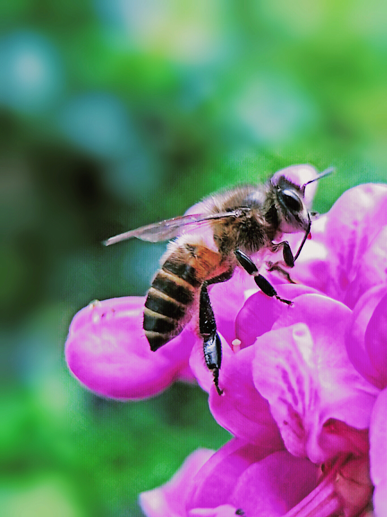 養中蜂的詳細技術方法(中蜂強群飼養的主要技術) 養中蜂的詳細技術方法(中蜂強群飼養的主要技術)