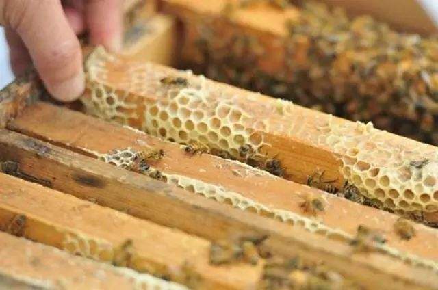 蜜蜂歐洲幼蟲(chóng)病如何防治? 蜜蜂歐洲幼蟲(chóng)病如何防治?