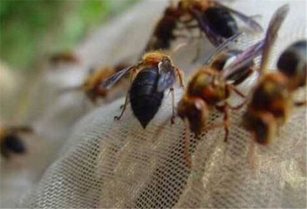 中國大虎頭蜂養(yǎng)殖方法(教你虎頭蜂怎么養(yǎng)殖) 中國大虎頭蜂養(yǎng)殖方法(教你虎頭蜂怎么養(yǎng)殖)