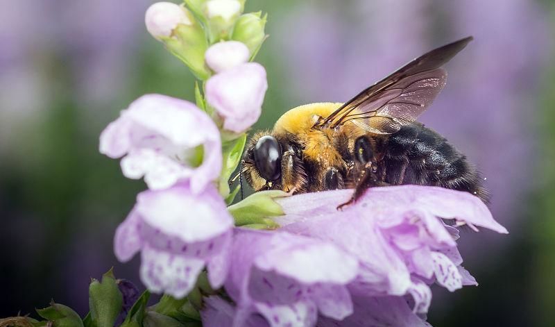 怎樣養殖蜜蜂它才不跑？