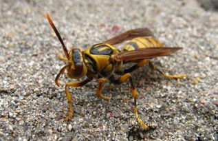 蜂蜜面膜禁忌及注意事項(xiàng)(蜂蜜面膜的禁忌有哪些) 蜂蜜面膜禁忌及注意事項(xiàng)(蜂蜜面膜的禁忌有哪些)