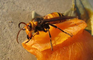 蜂蜜面膜禁忌及注意事項(xiàng)(蜂蜜面膜的禁忌有哪些) 蜂蜜面膜禁忌及注意事項(xiàng)(蜂蜜面膜的禁忌有哪些)