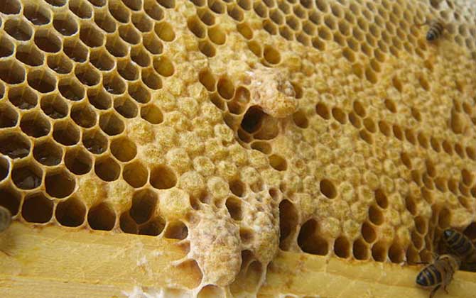 新手養蜂怎樣起王臺？（怎樣讓蜜蜂自己起王臺）