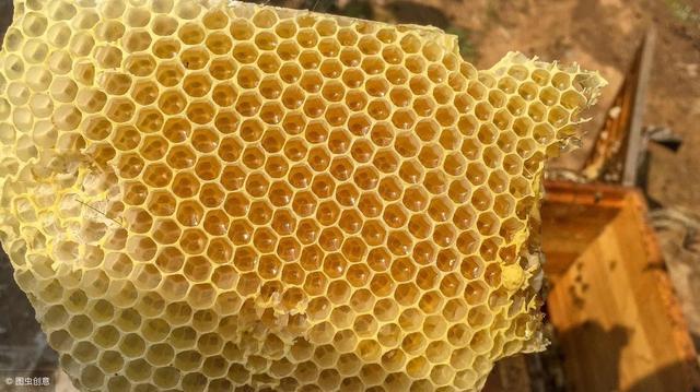 加巢礎(chǔ)的正確方法(巢礎(chǔ)是用什么做的) 加巢礎(chǔ)的正確方法(巢礎(chǔ)是用什么做的)