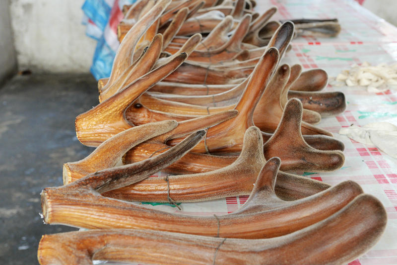 鹿角每年都會自然脫落,人類為何割鹿茸,鹿會感到疼嗎? 鹿角每年都會自然脫落,人類為何割鹿茸,而不是撿拾脫落的鹿角?