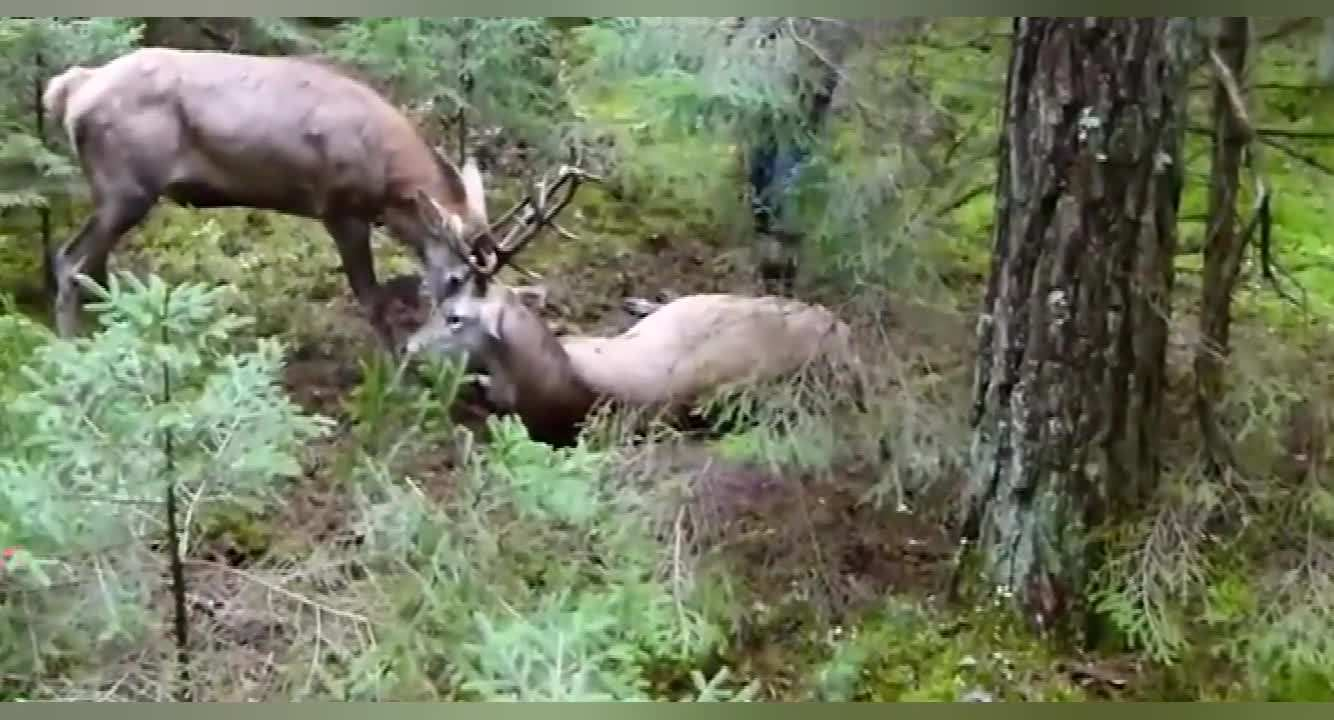 鹿角每年都會自然脫落,人類為何割鹿茸,鹿會感到疼嗎? 鹿角每年都會自然脫落,人類為何割鹿茸,而不是撿拾脫落的鹿角?