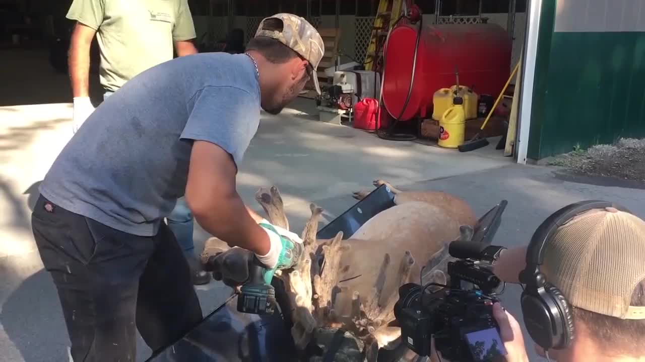鹿角每年都會自然脫落,人類為何割鹿茸,鹿會感到疼嗎? 鹿角每年都會自然脫落,人類為何割鹿茸,而不是撿拾脫落的鹿角?