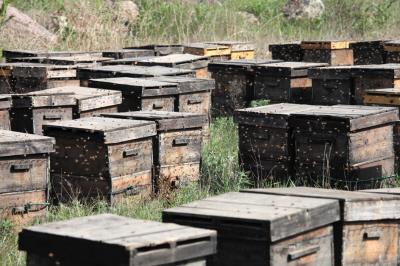 蜜蜂春繁快速繁殖技術(shù)(蜜蜂怎樣才能快速春繁) 蜜蜂春繁快速繁殖技術(shù)(蜜蜂怎樣才能快速春繁)