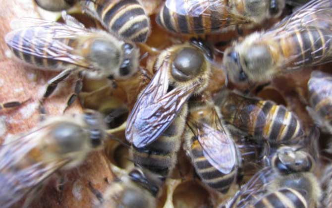 阿壩中蜂產(chǎn)量高嗎(阿壩中蜂一年能產(chǎn)多少蜜) 阿壩中蜂產(chǎn)量高嗎(阿壩中蜂一年能產(chǎn)多少蜜)