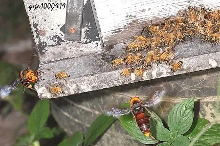 虎頭蜂和蜜蜂有什么區(qū)別(虎頭蜂是什么蜂) 虎頭蜂和蜜蜂有什么區(qū)別(虎頭蜂是什么蜂)