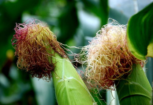 蜜蜂采集玉米花粉有蜜嗎?(玉米產花粉還是花蜜) 蜜蜂采集玉米花粉有蜜嗎?(玉米產花粉還是花蜜)