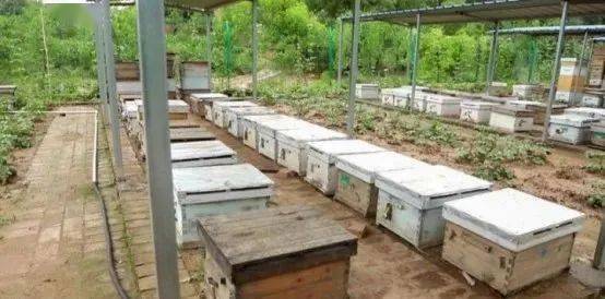 定地養蜂蜂場種哪些蜜源植物（種植蜜源植物定地養蜂模式介紹）