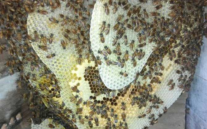 剛收回來的蜜蜂需要關一天嗎 剛收回來的蜜蜂需要關一天嗎