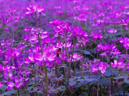 紫云英每畝用多少種子(紫云英種子價格) 紫云英每畝用多少種子(紫云英種子價格)