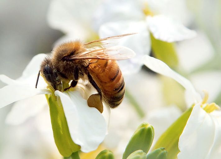 什么花有蜜什么花沒有蜜（什么花有蜜源）