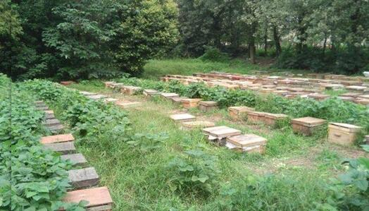 養(yǎng)20窩虎頭蜂一年利潤(rùn)(養(yǎng)殖二十箱蜜蜂一年收入有多少)