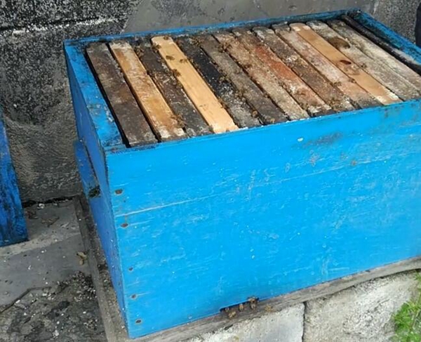 新手養(yǎng)蜂買什么樣的蜂箱(養(yǎng)蜂用什么蜂箱好) 新手養(yǎng)蜂買什么樣的蜂箱(養(yǎng)蜂用什么蜂箱好)