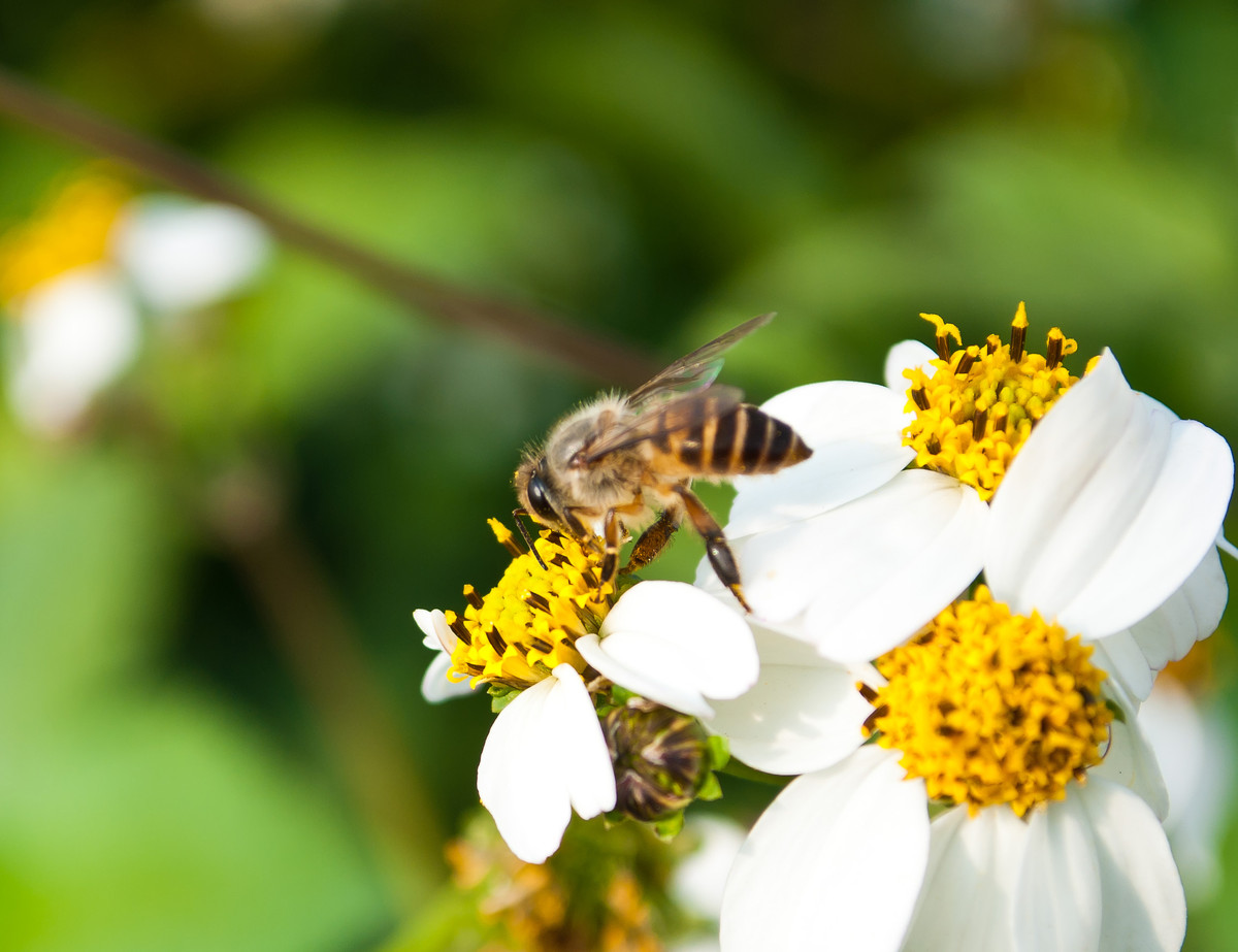 蜜蜂常見病與防治(蜜蜂常見病和常用藥) 蜜蜂常見病與防治(蜜蜂常見病和常用藥)