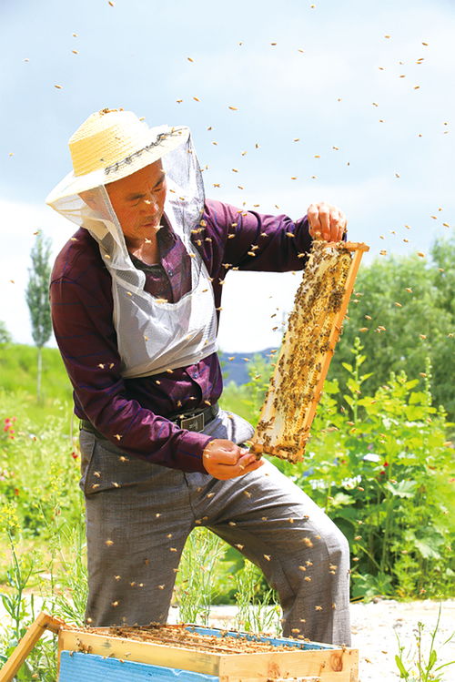 成立如何成立養(yǎng)蜂合作社需要什么條件(農(nóng)村養(yǎng)蜂合作社申請(qǐng)條件 需要什么材料) 成立如何成立養(yǎng)蜂合作社需要什么條件(農(nóng)村養(yǎng)蜂合作社申請(qǐng)條件 需要什么材料)