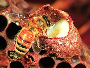 蜂王有哪些特點和作用(蜂王有什么作用) 蜂王有哪些特點和作用(蜂王有什么作用)