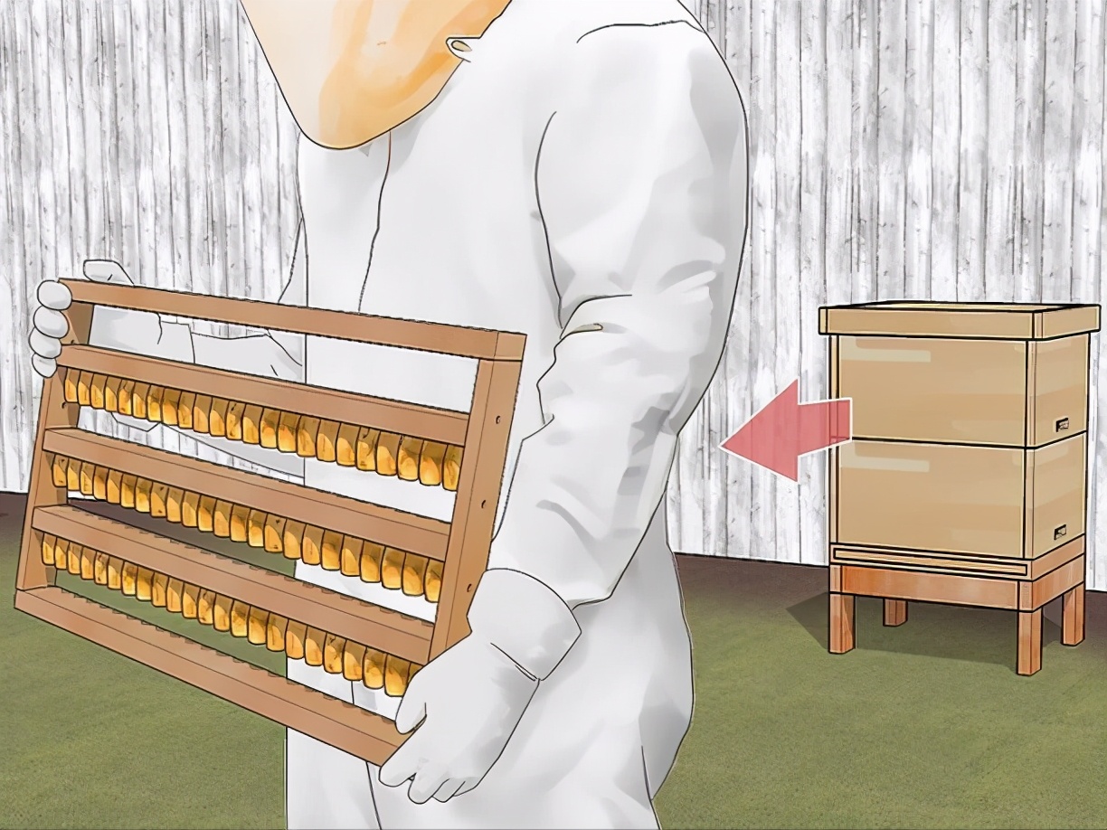 蜂王漿蜜蜂是怎么儲存起來的(蜂王漿的收獲和儲存過程) 蜂王漿蜜蜂是怎么儲存起來的(蜂王漿的收獲和儲存過程)