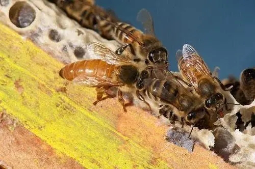 如何提高工產群介王成功率(工產群已久怎樣介王) 如何提高工產群介王成功率(工產群已久怎樣介王)
