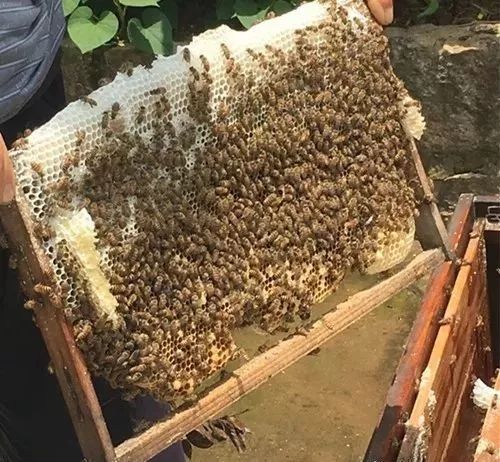 蜜蜂過箱技術(shù)要點(養(yǎng)蜂過箱步驟圖及蜜蜂過箱成功的表現(xiàn)) 蜜蜂過箱技術(shù)要點(養(yǎng)蜂過箱步驟圖及蜜蜂過箱成功的表現(xiàn))