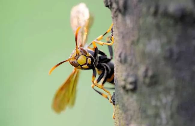 馬蜂的特征有哪些（馬蜂的外形特點(diǎn)和生活特征）