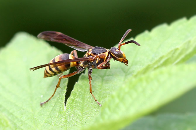 馬蜂的特征有哪些（馬蜂的外形特點(diǎn)和生活特征）