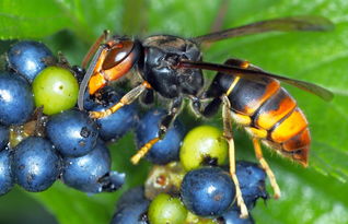 馬蜂怕什么(馬蜂的自然天敵和驅趕方法) 馬蜂怕什么(馬蜂的自然天敵和驅趕方法)