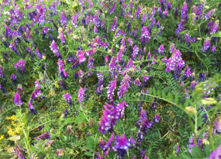 苕子是什么植物(苕子花要達到什么溫度流蜜) 苕子是什么植物(苕子花要達到什么溫度流蜜)