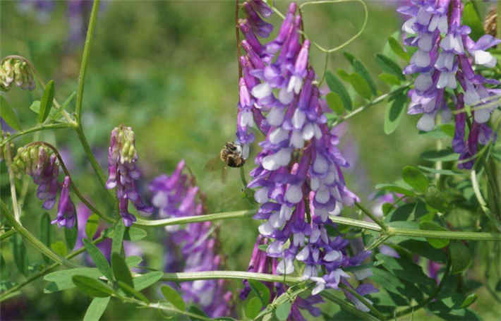 苕子是什么植物(苕子花要達到什么溫度流蜜) 苕子是什么植物(苕子花要達到什么溫度流蜜)