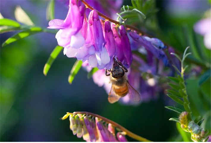 苕子是什么植物(苕子花要達到什么溫度流蜜) 苕子是什么植物(苕子花要達到什么溫度流蜜)