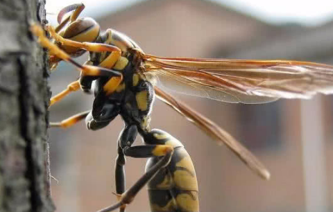 馬蜂最怕三種藥(什么藥是馬蜂的克星) 馬蜂最怕三種藥(什么藥是馬蜂的克星)